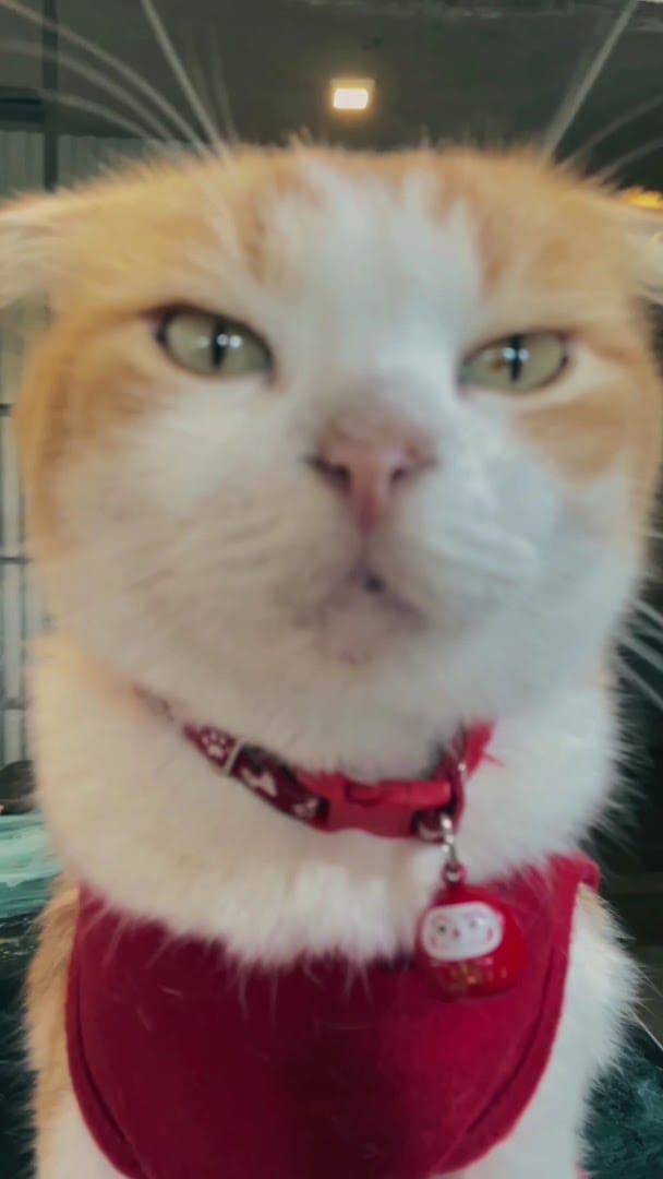 The cafe cat in a red bandana